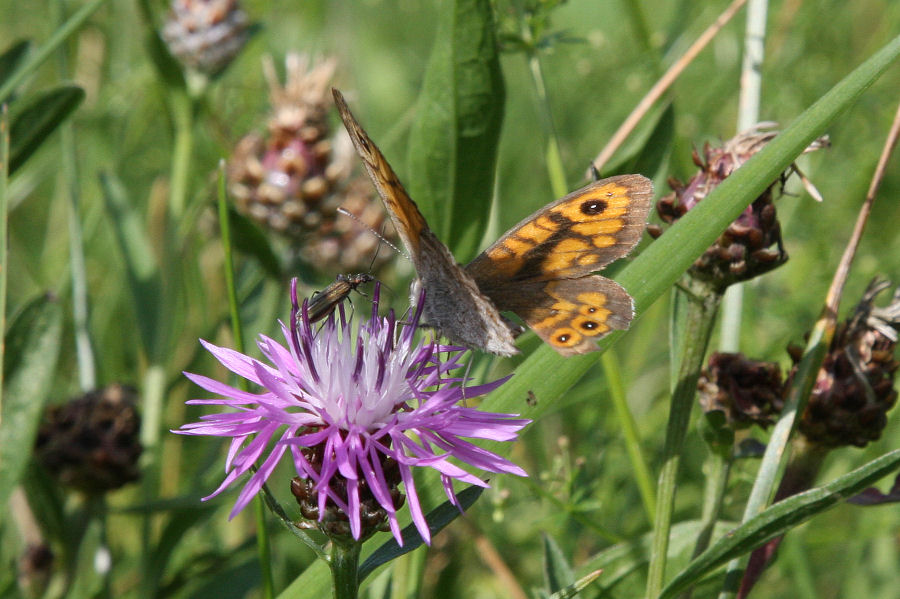 Chiacchiere di condominio